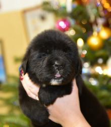 male C dark blue